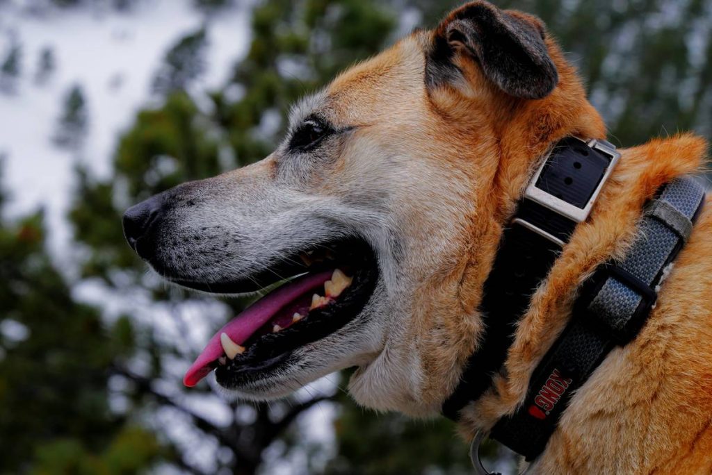 GPS Tracker History Playback: The Hidden Power Most Pet Owners Ignore