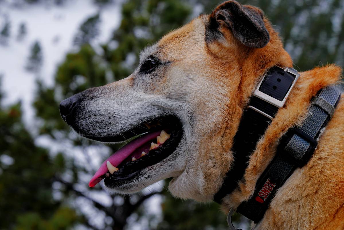 GPS Tracker History Playback: The Hidden Power Most Pet Owners Ignore