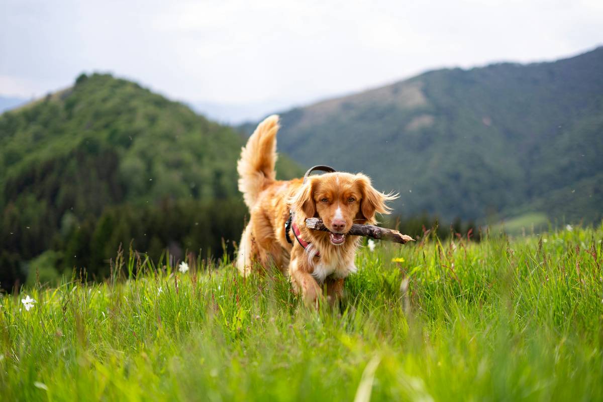 pet monitor baseline health showing daily step comparison chart for a golden retriever