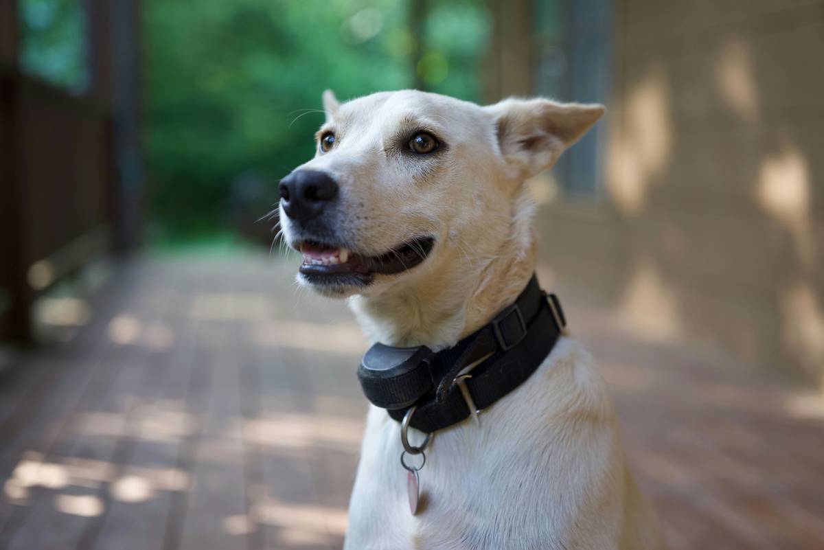 Dog wearing a GPS-enabled pet monitor collar next to a printed pet monitor vet report showing activity trends