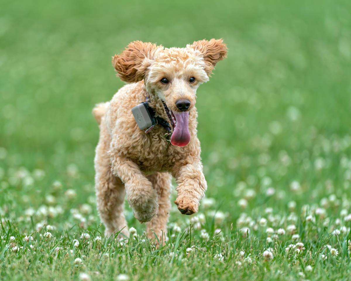 Pet owner reviewing pet monitor preventive care dashboard on smartphone during morning routine