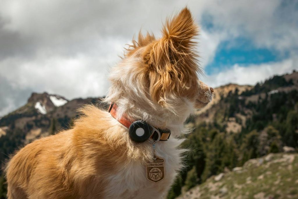Pet Monitor Baseline Health: 7 Proven Ways to Avoid Costly Mistakes