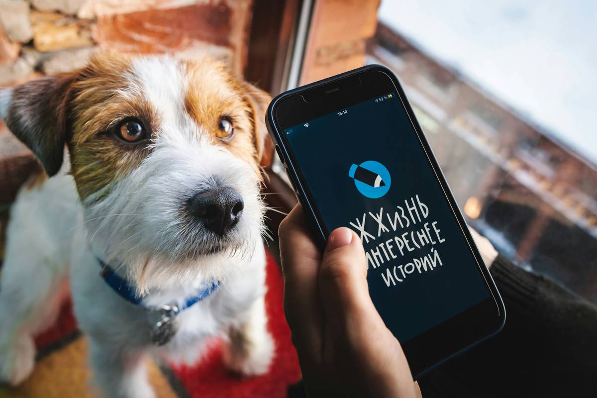 Pet data backup solutions showing synced activity charts on laptop beside dog wearing smart collar