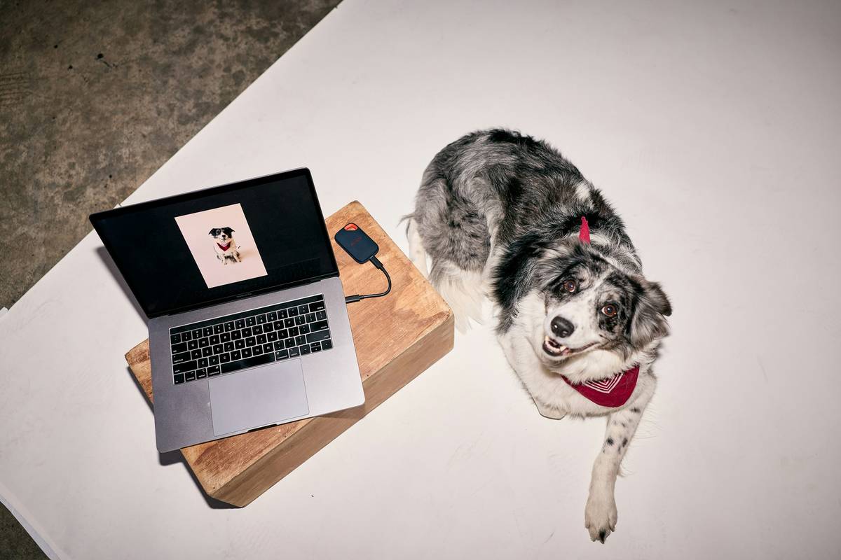 Pet sync compatibility check showing a dog wearing a tracker syncing data to a smartphone app